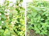 TPHCM: Chọn giống bạc hà phù hợp trồng trong nhà màng